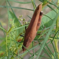 Goniaea opomaloides at Holt, ACT - 12 Jan 2021