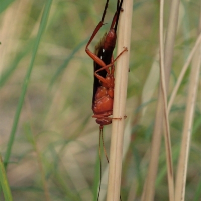 Lissopimpla excelsa (Orchid dupe wasp, Dusky-winged Ichneumonid) at Holt, ACT - 12 Jan 2021 by CathB