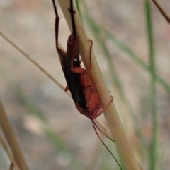 Lissopimpla excelsa at Holt, ACT - 12 Jan 2021 07:11 AM