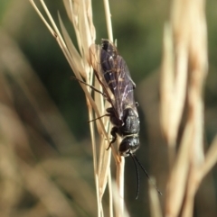 Eirone sp. (genus) (A flower wasp) at Holt, ACT - 12 Jan 2021 by CathB