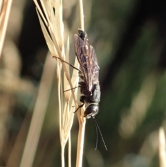 Eirone sp. (genus) at Holt, ACT - 12 Jan 2021 07:22 AM