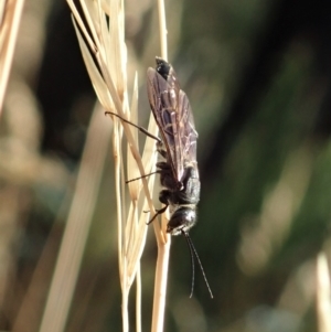 Eirone sp. (genus) at Holt, ACT - 12 Jan 2021