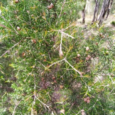 Dillwynia sieberi (Sieber's Parrot Pea) at Tuggeranong DC, ACT - 14 Dec 2020 by Sbruce