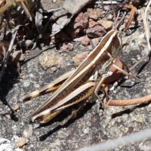 Macrotona australis at Holt, ACT - 12 Jan 2021