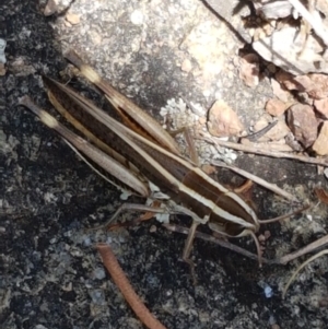 Macrotona australis at Holt, ACT - 12 Jan 2021