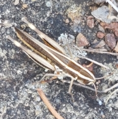 Macrotona australis at Holt, ACT - 12 Jan 2021