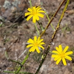 Chondrilla juncea (Skeleton Weed) at Holt, ACT - 12 Jan 2021 by trevorpreston