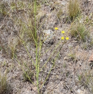 Chondrilla juncea at Holt, ACT - 12 Jan 2021