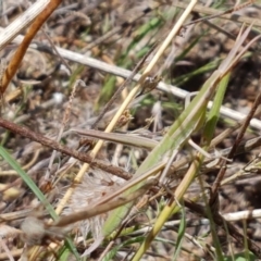 Acrida conica (Giant green slantface) at Holt, ACT - 12 Jan 2021 by tpreston