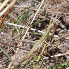 Acrida conica at Holt, ACT - 12 Jan 2021