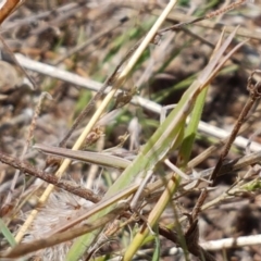 Acrida conica at Holt, ACT - 12 Jan 2021