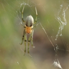 Deliochus zelivira (Messy Leaf Curling Spider) at Aranda Bushland - 11 Jan 2021 by CathB