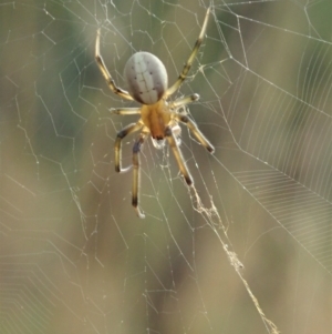 Deliochus zelivira at Holt, ACT - 12 Jan 2021