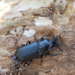 Zophophilus sp. (genus) (Darkling beetle) at Ginninderry Conservation Corridor - 12 Jan 2021 by trevorpreston