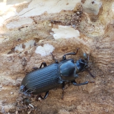 Zophophilus sp. (genus) (Darkling beetle) at Ginninderry Conservation Corridor - 12 Jan 2021 by trevorpreston