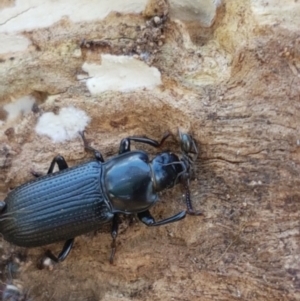 Zophophilus sp. (genus) at Holt, ACT - 12 Jan 2021