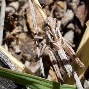 Oedaleus australis at Holt, ACT - 12 Jan 2021 01:28 PM