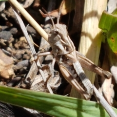 Oedaleus australis at Holt, ACT - 12 Jan 2021