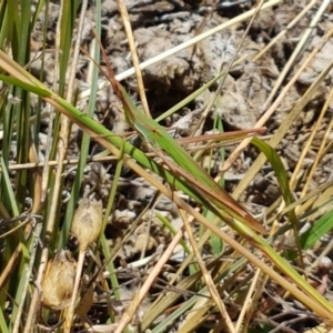 Acrida conica at Holt, ACT - 12 Jan 2021 01:30 PM