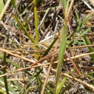 Acrida conica at Holt, ACT - 12 Jan 2021 01:30 PM