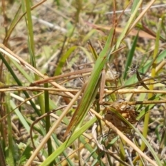 Acrida conica at Holt, ACT - 12 Jan 2021 01:30 PM