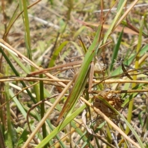 Acrida conica at Holt, ACT - 12 Jan 2021 01:30 PM