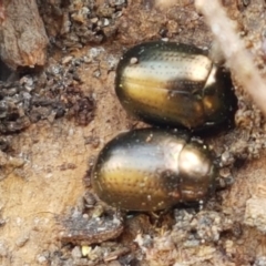 Chrysolina quadrigemina (Greater St Johns Wort beetle) at Ginninderry Conservation Corridor - 12 Jan 2021 by trevorpreston