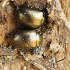 Chrysolina quadrigemina at Holt, ACT - 12 Jan 2021 01:33 PM