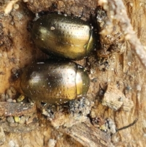 Chrysolina quadrigemina at Holt, ACT - 12 Jan 2021