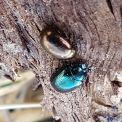 Chrysolina quadrigemina at Holt, ACT - 12 Jan 2021 01:33 PM