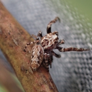 Paraphilaeus daemeli at Holt, ACT - 12 Jan 2021