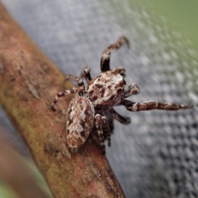 Paraphilaeus daemeli (Daemel's Jumper) at Aranda Bushland - 11 Jan 2021 by CathB