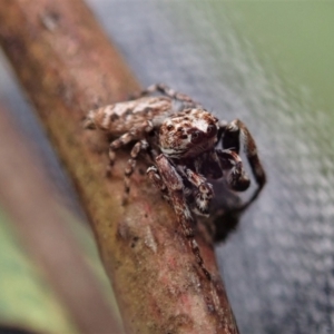 Paraphilaeus daemeli at Holt, ACT - 12 Jan 2021