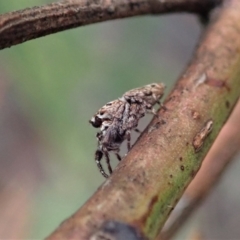 Paraphilaeus daemeli at Holt, ACT - 12 Jan 2021 07:31 AM