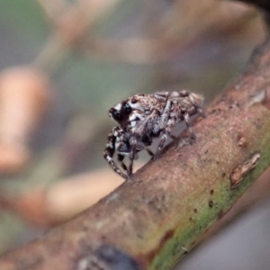 Paraphilaeus daemeli at Holt, ACT - 12 Jan 2021