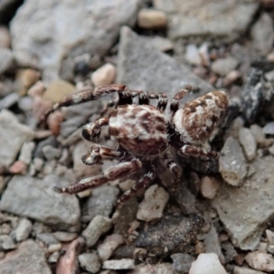 Paraphilaeus daemeli at Holt, ACT - 12 Jan 2021