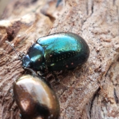 Chrysolina quadrigemina (Greater St Johns Wort beetle) at Ginninderry Conservation Corridor - 12 Jan 2021 by trevorpreston