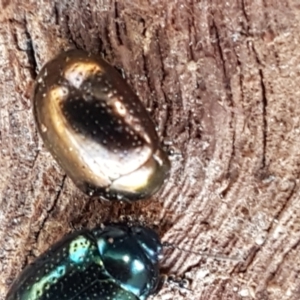 Chrysolina quadrigemina at Holt, ACT - 12 Jan 2021