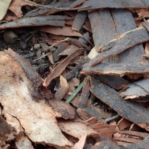 Nuliodon fishburni at Aranda, ACT - 12 Jan 2021 07:52 AM