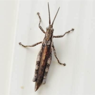 Coryphistes ruricola (Bark-mimicking Grasshopper) at Wanniassa, ACT - 12 Jan 2021 by JohnBundock