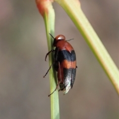 Ripiphoridae (family) (Wedge-shaped beetle) at Aranda Bushland - 11 Jan 2021 by CathB