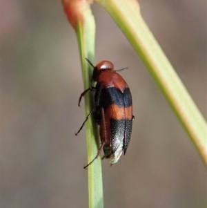 Ripiphoridae (family) at Holt, ACT - 12 Jan 2021 07:42 AM