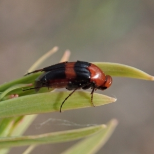 Ripiphoridae (family) at Holt, ACT - 12 Jan 2021 07:42 AM