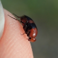 Ripiphoridae (family) at Holt, ACT - 12 Jan 2021