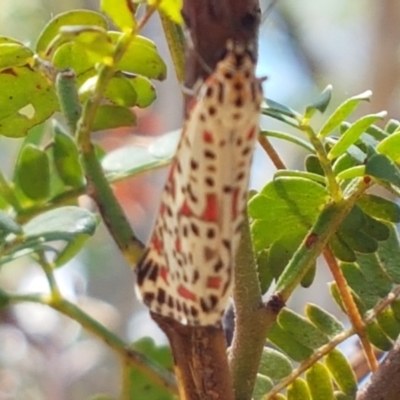 Utetheisa pulchelloides (Heliotrope Moth) at Ginninderry Conservation Corridor - 12 Jan 2021 by trevorpreston