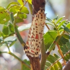 Utetheisa pulchelloides (Heliotrope Moth) at Holt, ACT - 12 Jan 2021 by tpreston