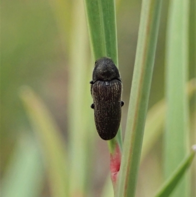 Eucnemidae (family) (False click beetles) at Aranda Bushland - 11 Jan 2021 by CathB