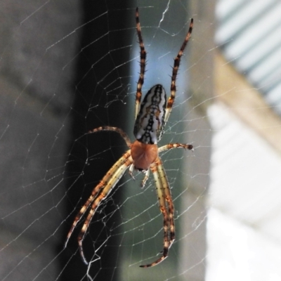 Plebs bradleyi (Enamelled spider) at Namadgi National Park - 11 Jan 2021 by JohnBundock