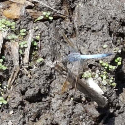 Orthetrum caledonicum (Blue Skimmer) at Ginninderry Conservation Corridor - 12 Jan 2021 by trevorpreston