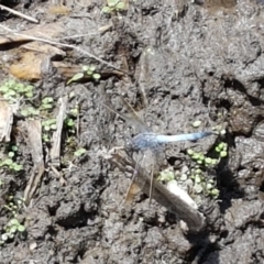 Orthetrum caledonicum at Holt, ACT - 12 Jan 2021 01:44 PM